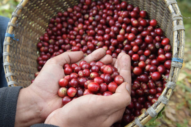 istock Close up of red berries coffee beans 1015895444