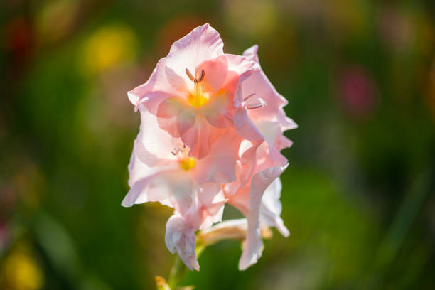 グラジオラス、自分自身を選択するフィールドで自分でカットします。 - gladiolus orange flower isolated ストックフォトと画像