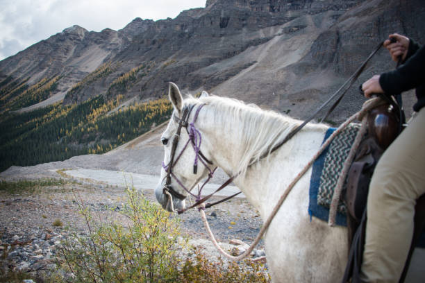 passeios a cavalo no lago louise, parque nacional de banff, canadá - alberta canada animal autumn - fotografias e filmes do acervo