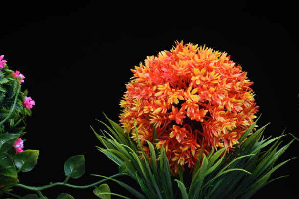 istock A flowerpot with flowers on a black background 1015903094