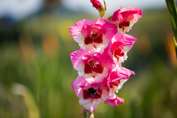 gladioli w polu, aby wybrać siebie, wyciąć się - gladiolus orange flower isolated zdjęcia i obrazy z banku zdjęć