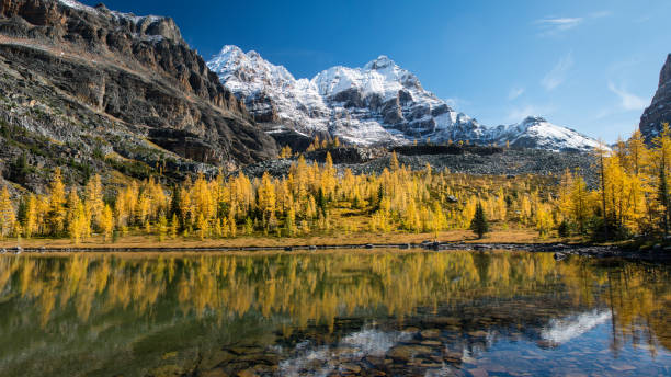 nevadas cimas de montañas y árboles de otoño se refleja en las cristalinas aguas en el lago o ' hara, parque nacional de yoho, montañas rocosas de canadá - foilage fotografías e imágenes de stock