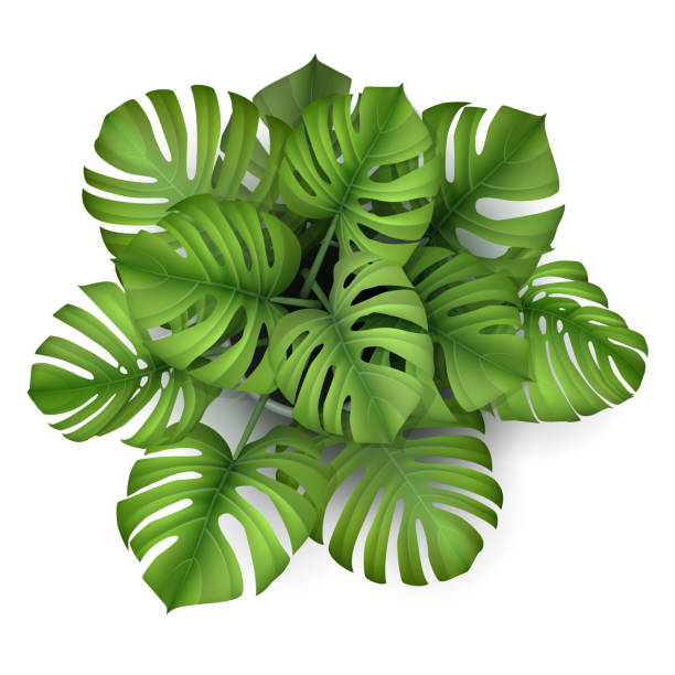 monstera plant in a pot top view Monstera plant in a pot, top view. Houseplant for decorating the worktop. Vector 3d realistic style. potted plant from above stock illustrations