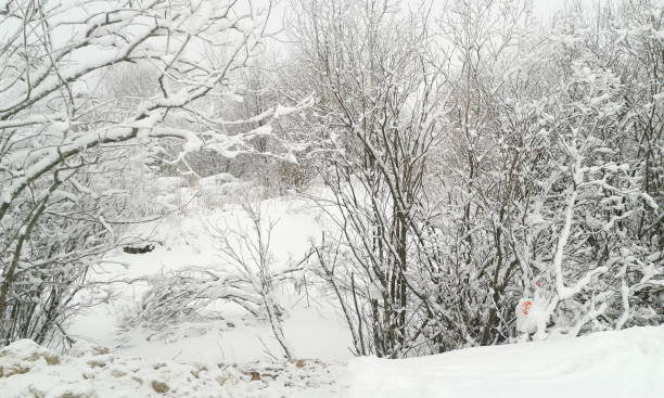 istock bushes in the snow on a winter day 1015913842