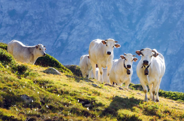 vacas de raza blanco piamontés en las praderas de pasto de la montaña - milk european alps agriculture mountain fotografías e imágenes de stock