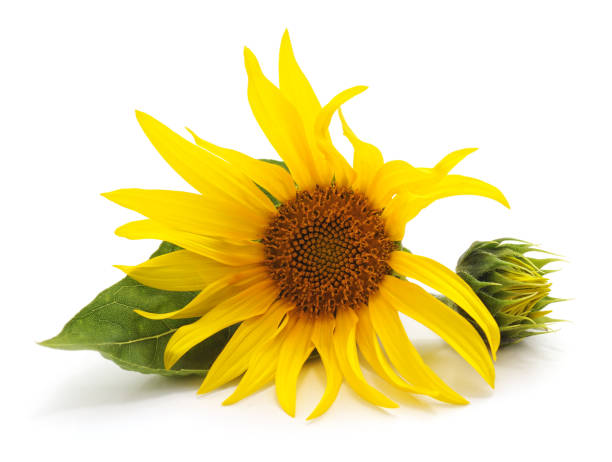 istock Sunflower flower with leaves. 1015914632
