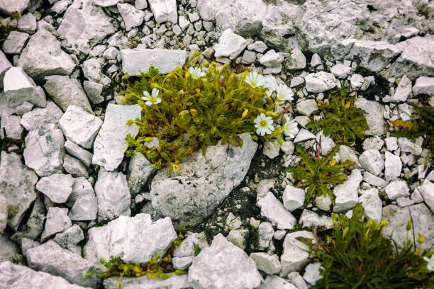 Small white flowers growing between the mountain rocks