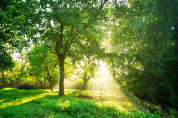 istock Green forest landscape background at sunrise. 1015921884