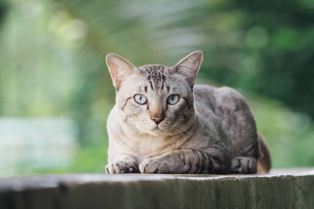istock Cat on the house wall looking at camera 1015921900