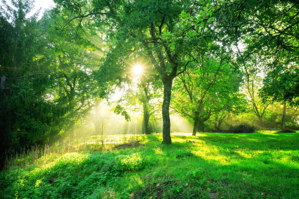 istock Green forest landscape background at sunrise. 1015921904
