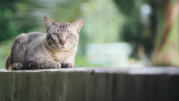 istock Cat on the house wall looking at camera 1015921910