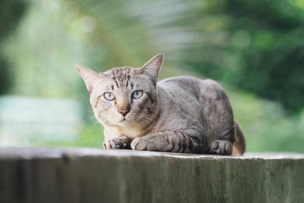 istock Cat on the house wall looking at camera 1015921912