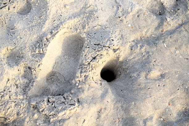istock The hole was dug by crabs 1015927538