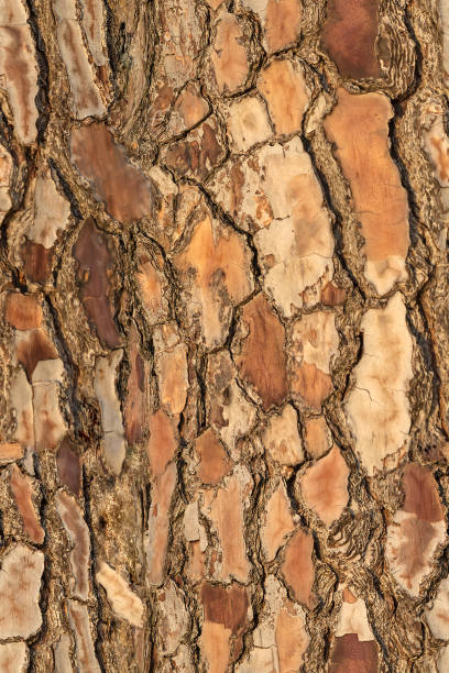 transparente motif coloré de vieux pins texture d’arbre pour l’impression et wale du tissu de fond en bois. bouchent brun texture tiled - bark elm tree oak tree wood photos et images de collection