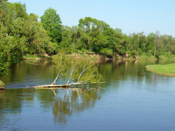 istock Wetland in the forest 1015942774
