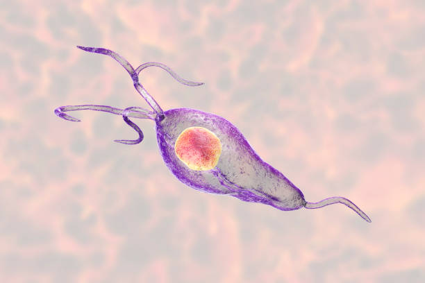 trichomonas pochwy pierwotniak - protozoan zdjęcia i obrazy z banku zdjęć