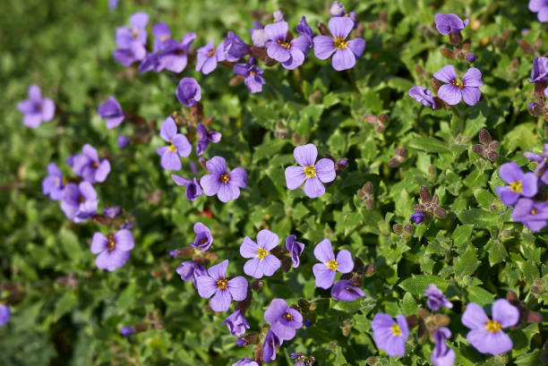 istock Aubrieta deltoidea - 1015943180