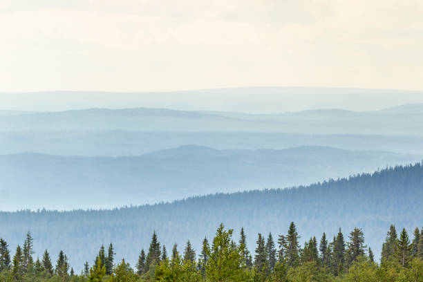 vue de paysage vallonné avec des nuances dans les bois - sweden photos et images de collection