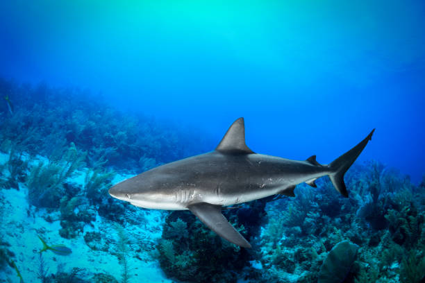 istock Shark in the sea 1015962120