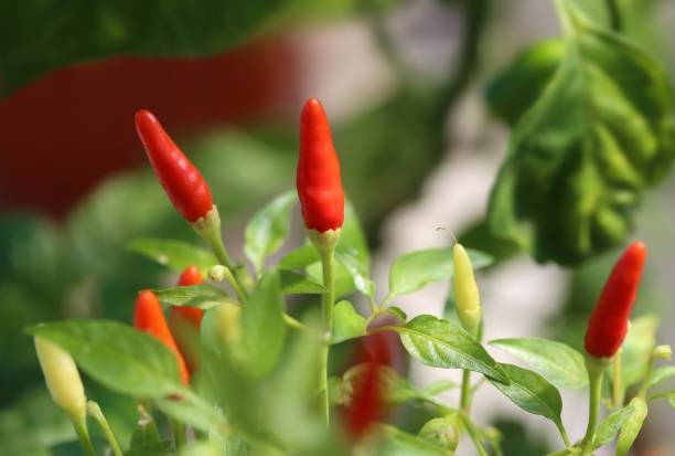 istock Chili pepper in garden 1015987022