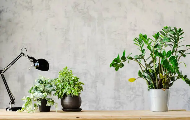 Photo of A desk for working with a lamp and flowers on wooden surface and a concrete gray wall on the background. Copy space