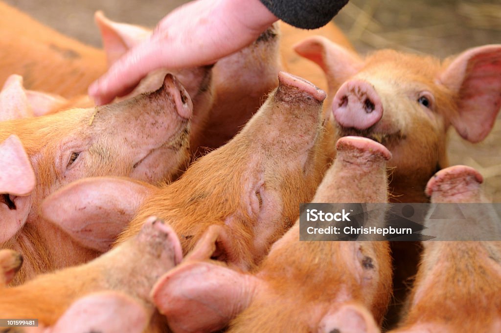 Hambre cochinillos - Foto de stock de Jabalí - Cerdo Salvaje libre de derechos