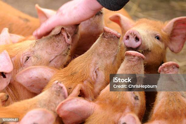 Голодный Piglets — стоковые фотографии и другие картинки Кабан - Кабан, Домашняя свинья, Без людей