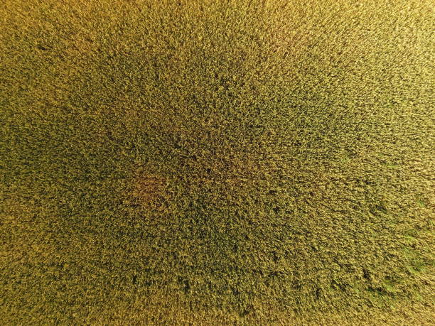 istock Ripening wheat. Green unripe wheat is a top view. Wheat field 1015994996
