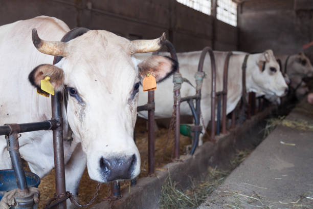 istock white cows inside barn on organic farm in italy 1015995356