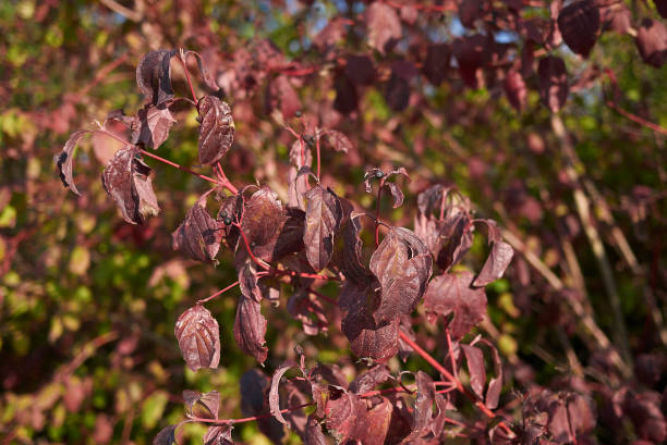 Cornus sanguinea Cornus sanguinea branch in autumn cornus sanguinea stock pictures, royalty-free photos & images