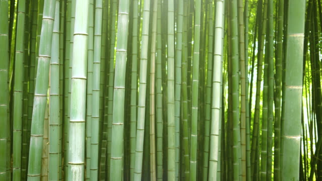 Beautiful Dense Bamboo Forest with Leaves and Sun Shining Through the Tree Tops.