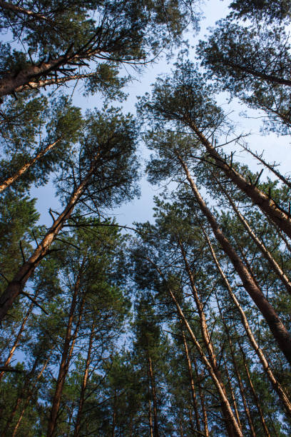 istock Forest summer landscape, pine trees nature background 1016006442