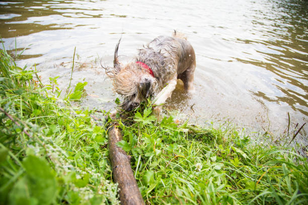 istock Dogs having fun by the river on a hot summer day 1016006604