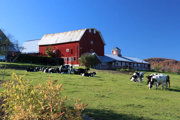 Vermont fall foliage rural landscapes featuring dramatic foliage with farms, lakes, mountains, dirt roads, cows, dramatic skies, forests, and beautiful leaves.