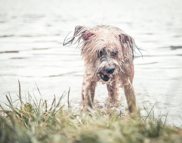 istock Dogs having fun by the river on a hot summer day 1016014678
