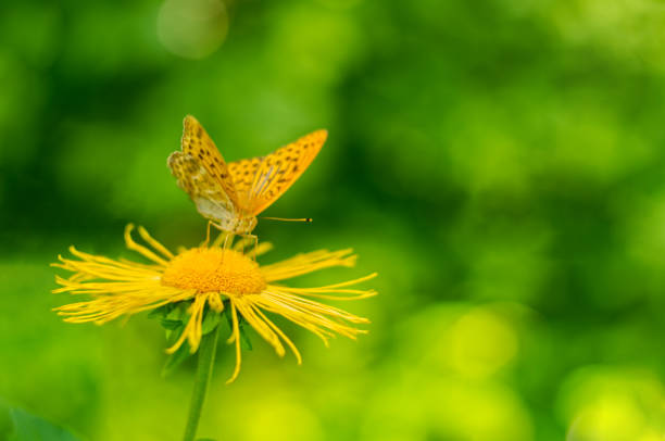 Flower Telekia speciosa with butterfly Argynnis aglaja. Butterfly Argynnis aglaja sitting on the flower Telekia speciosa also known as Yellow Oxeye or yellow oxeye. telekia speciosa stock pictures, royalty-free photos & images