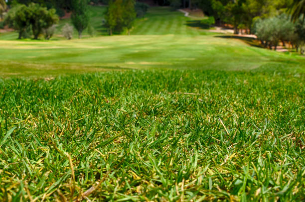 istock Perfect Green grass on a golf field 1016020888