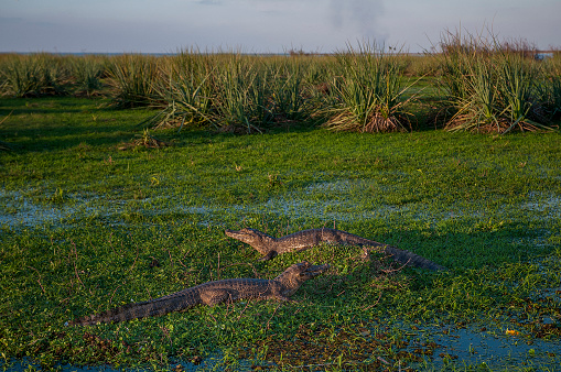 Alligators survive in the marsh along the gulf coast of Texas