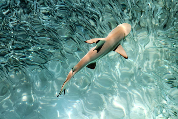 istock Baby Black Tip Shark Swimming in Pacific Ocean Clear Waters 1016023880