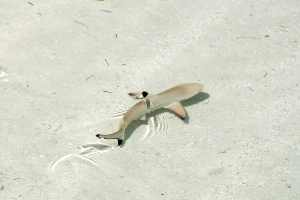 istock Baby Black Tip Shark Swimming in Pacific Ocean Clear Waters 1016023934