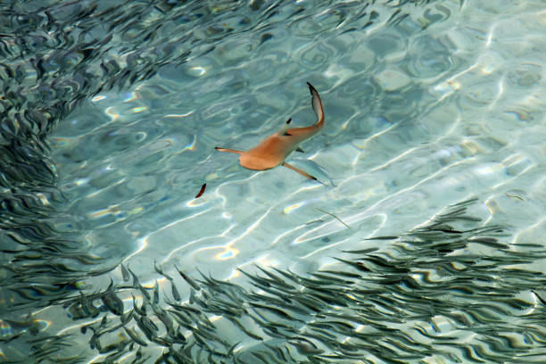 istock Baby Black Tip Shark Swimming in Pacific Ocean Clear Waters 1016023942