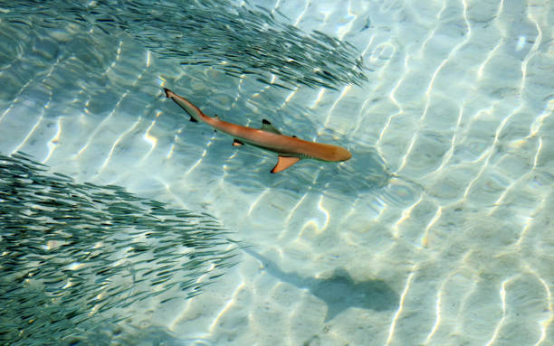 istock Baby Black Tip Shark Swimming in Pacific Ocean Clear Waters 1016023964