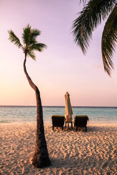 istock Sunset over Maldives Island Beach Palm Tree and Pacific Ocean 1016024452