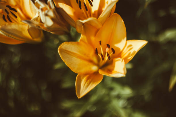 istock Beautiful orange lilies in the garden 1016024576
