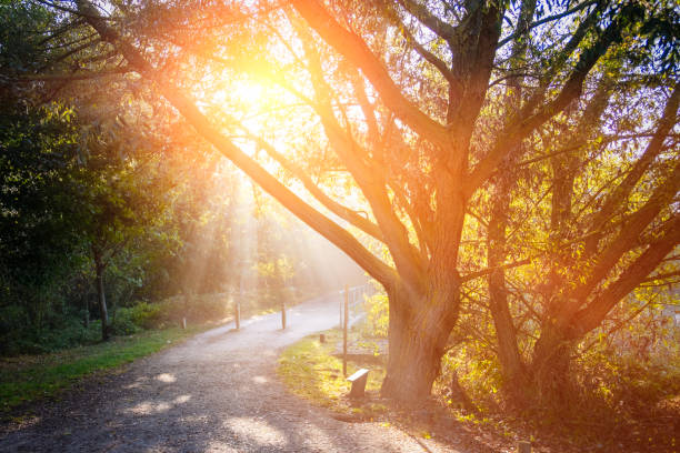 Magic morning in the autumn forest