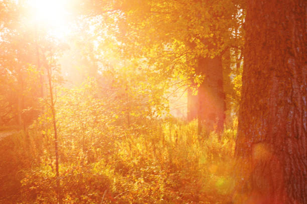 istock Magic morning in the autumn forest 1016024628