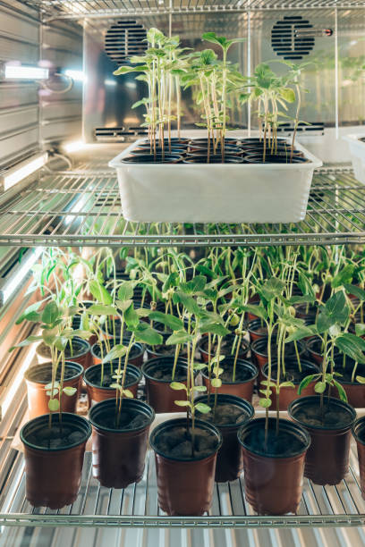 istock selective focus of potted sprouts in modern agro laboratory 1016024704