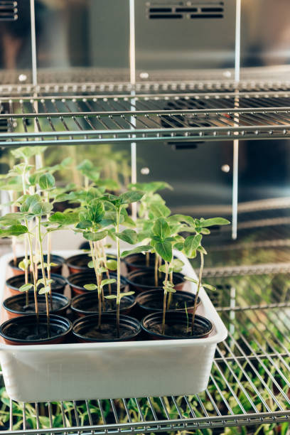 istock selective focus of potted sprouts in modern agro laboratory 1016024722