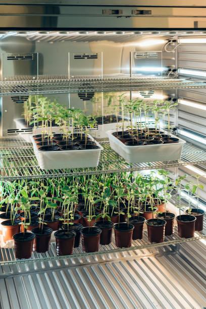 istock selective focus of potted plants in modern biotechnology laboratory 1016027044