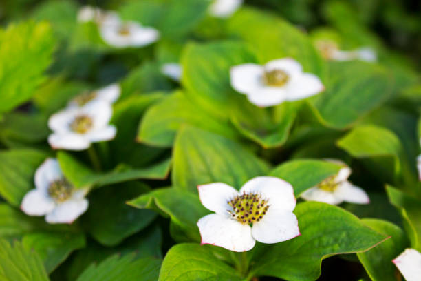 istock Wild forest strawberry bush without berrys, only with flowers 1016032092